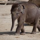 Elefantenbaby "Jamuna Toni" #4
