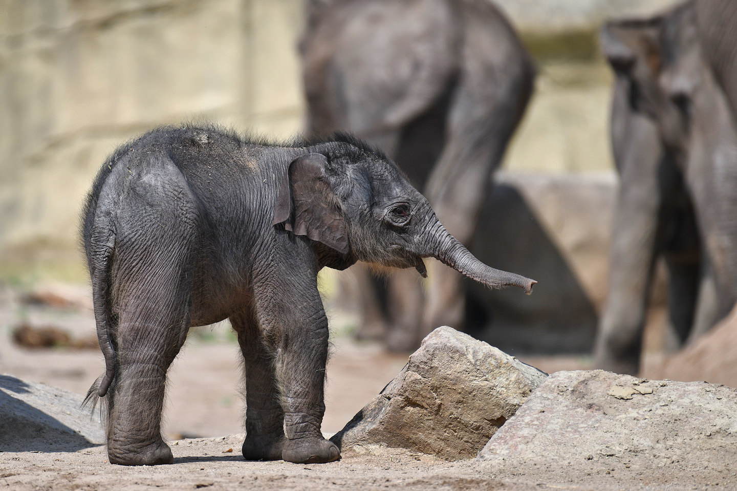 Elefantenbaby Kölner Zoo