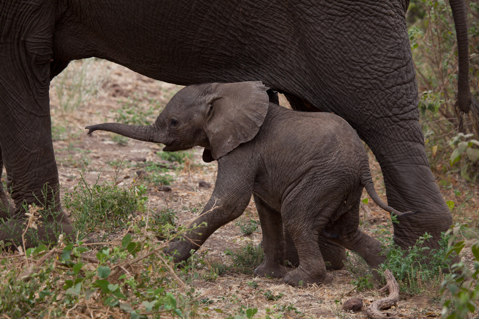 Elefantenbaby - Lake Manyara NP/Tansania