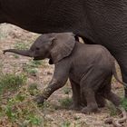 Elefantenbaby - Lake Manyara NP/Tansania