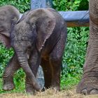 Elefantenbaby, nicht mal eine Woche alt