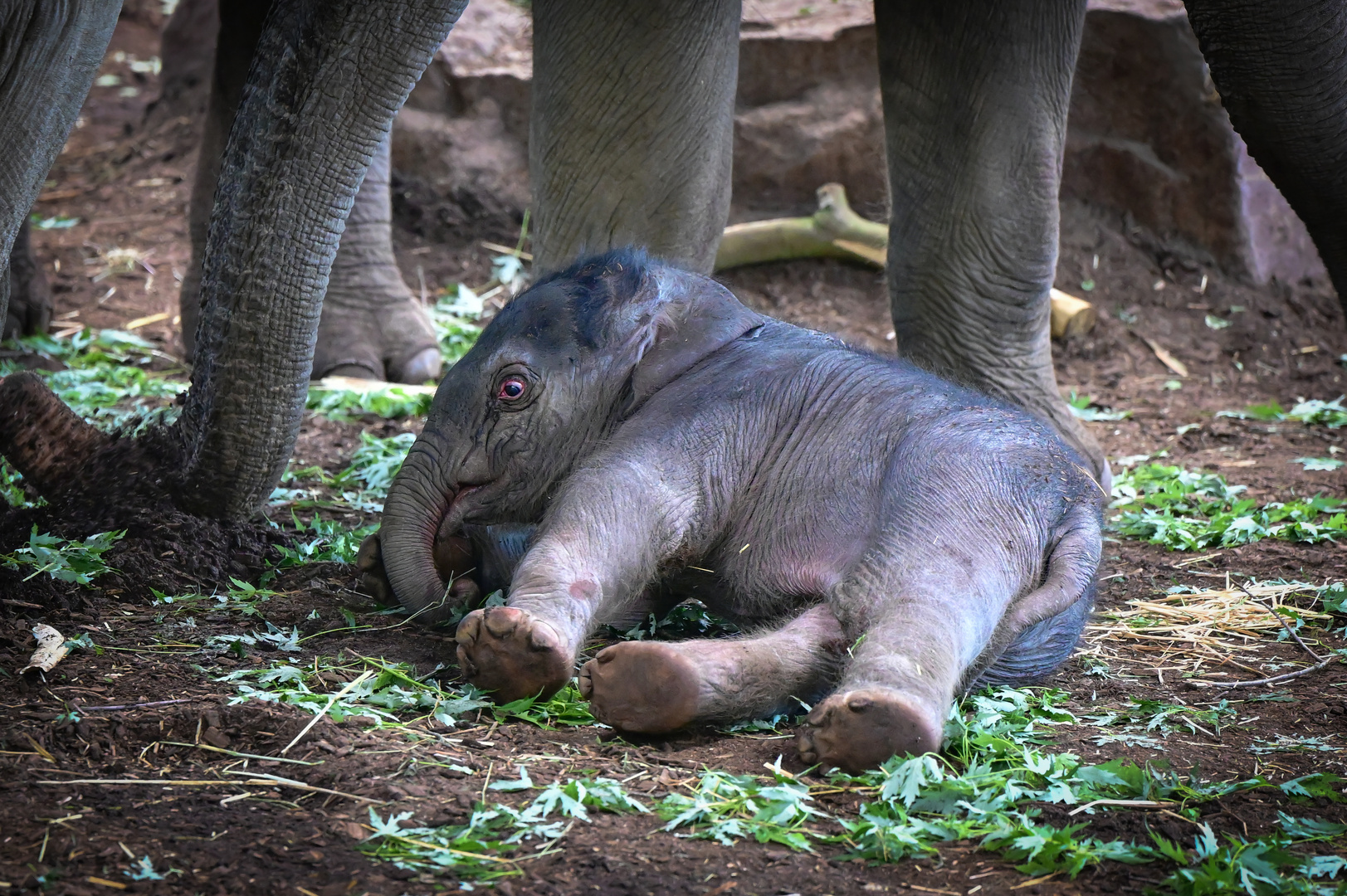 Elefantenbaby : "Sarinya" Kölner Zoo