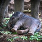 Elefantenbaby : "Sarinya" Kölner Zoo