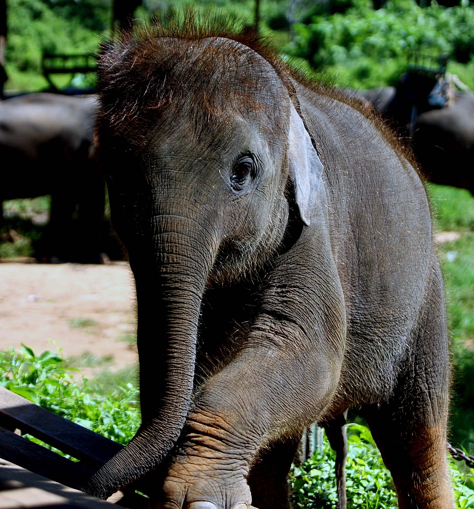 Elefantenbaby Thailand
