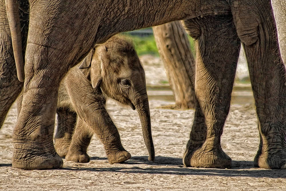 Elefantenbaby Thuza