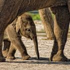 Elefantenbaby Thuza