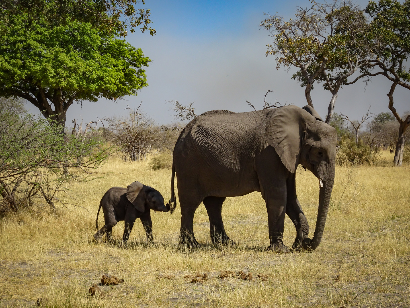 Elefantenbaby und Mama