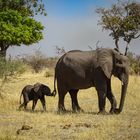 Elefantenbaby und Mama