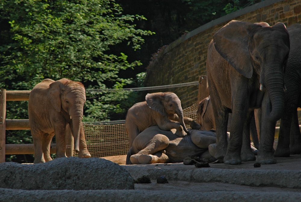 Elefantenbaby - wenn es schon nichts zu klettern gibt, reicht auch ein liegender Bruder