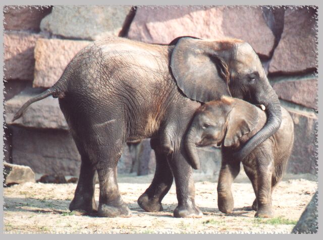 Elefantenbabys im Tierpark Friedrichsfelde beim Spielen