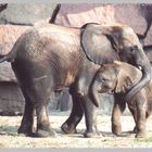 Elefantenbabys im Tierpark Friedrichsfelde beim Spielen