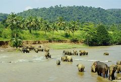 Elefantenbad im Dschungelfluss