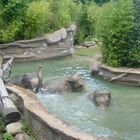 Elefantenbad im Leipziger Zoo