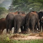 – Elefantenbande -