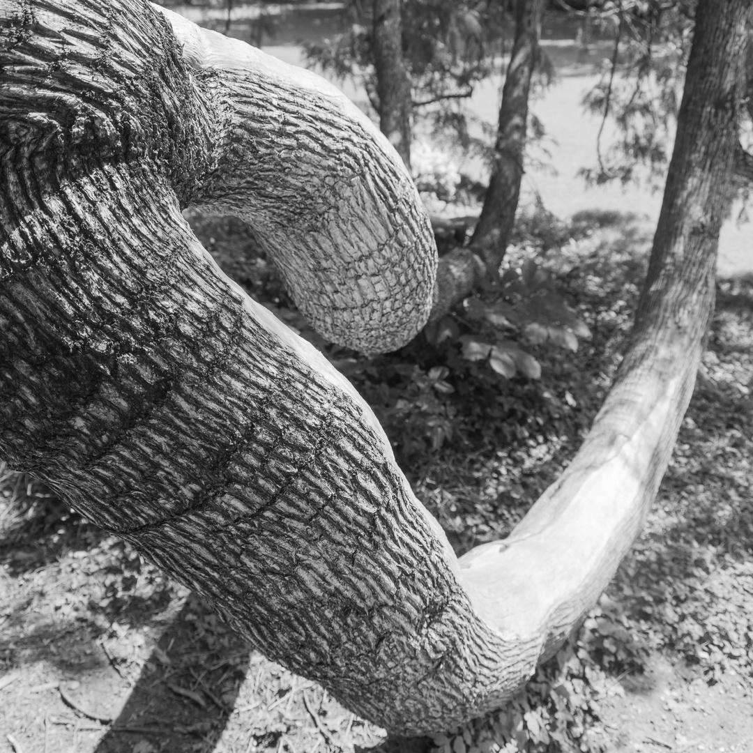 Elefantenbaum