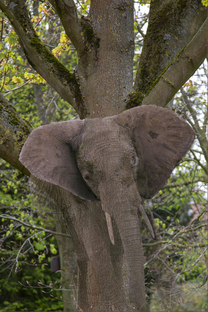 Elefantenbaum