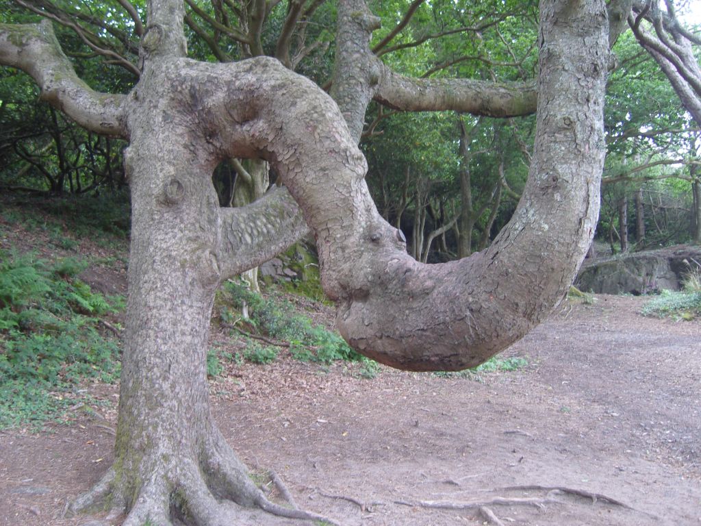 Elefantenbaum - gefunden in Wales