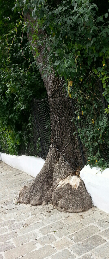 Elefantenbaum in Wien