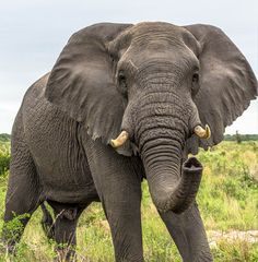 Elefantenbegrüssung
