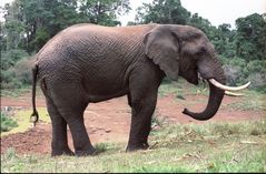 Elefantenbulle am Mount Kenya