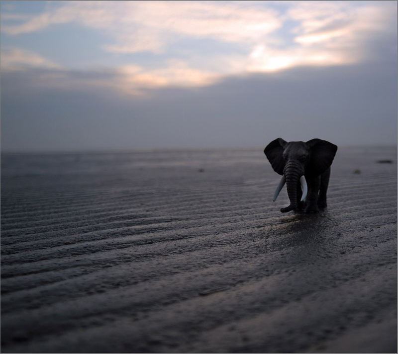 ...Elefantenbulle am Strand von Onaf... ohne EBV