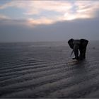 ...Elefantenbulle am Strand von Onaf... ohne EBV