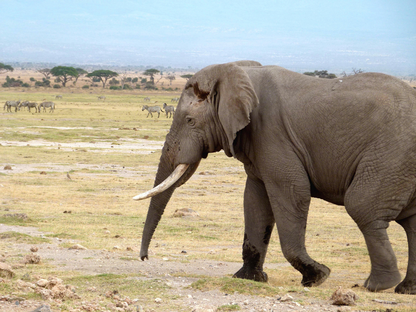 Elefantenbulle im Amboseli Nationalpark.