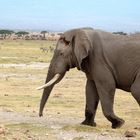 Elefantenbulle im Amboseli Nationalpark.