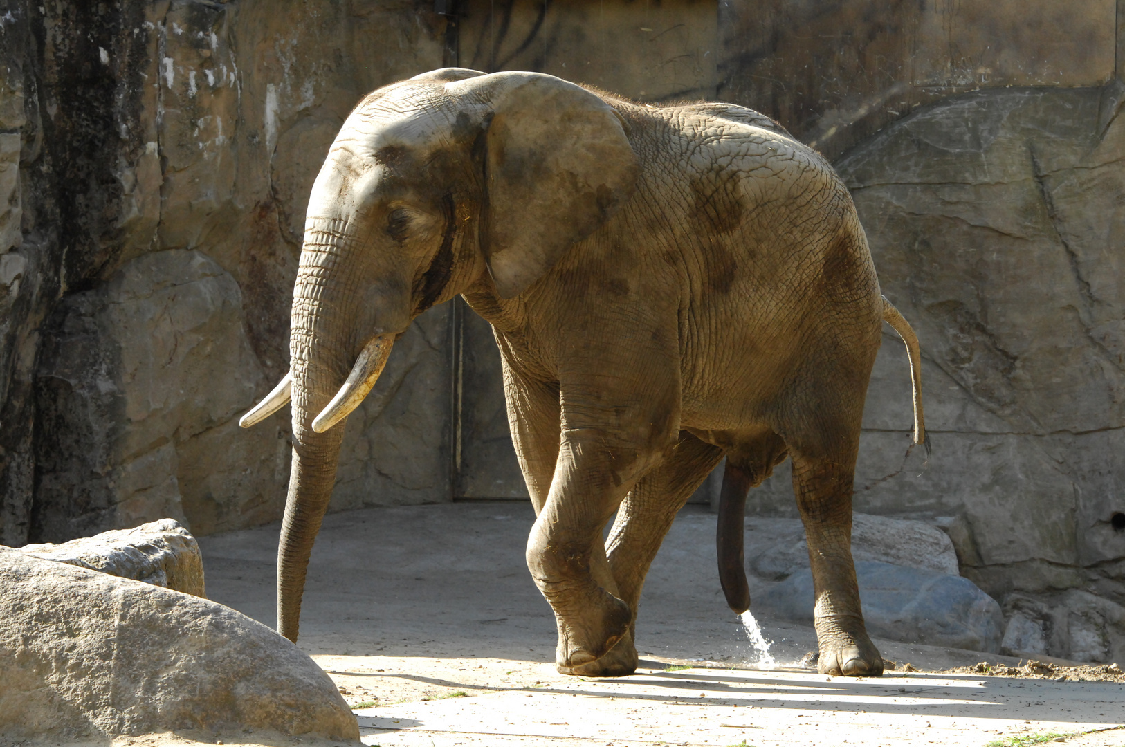 Elefantenbulle im DU-Zoo