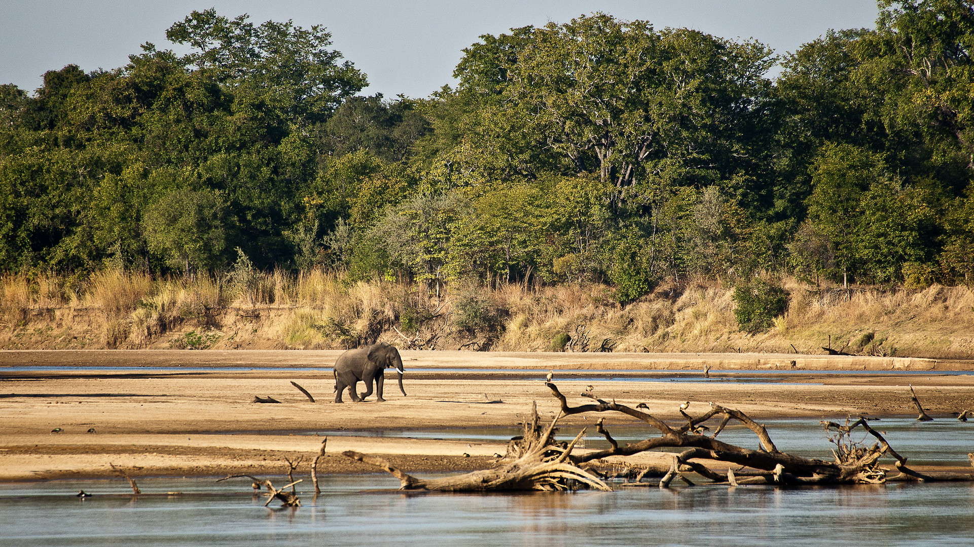 Elefantenbulle im Luangwa-Tal / North Luangwa NP / 16.06.2013