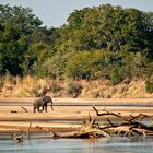 Elefantenbulle im Luangwa-Tal / North Luangwa NP / 16.06.2013