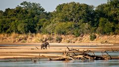 Elefantenbulle im Luangwa-Tal / North Luangwa NP / 16.06.2013