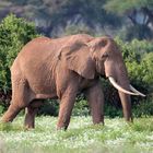 Elefantenbulle im Nationalpark Amboseli (Kenia)