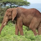 Elefantenbulle im Nationalpark Amboseli (Kenia)