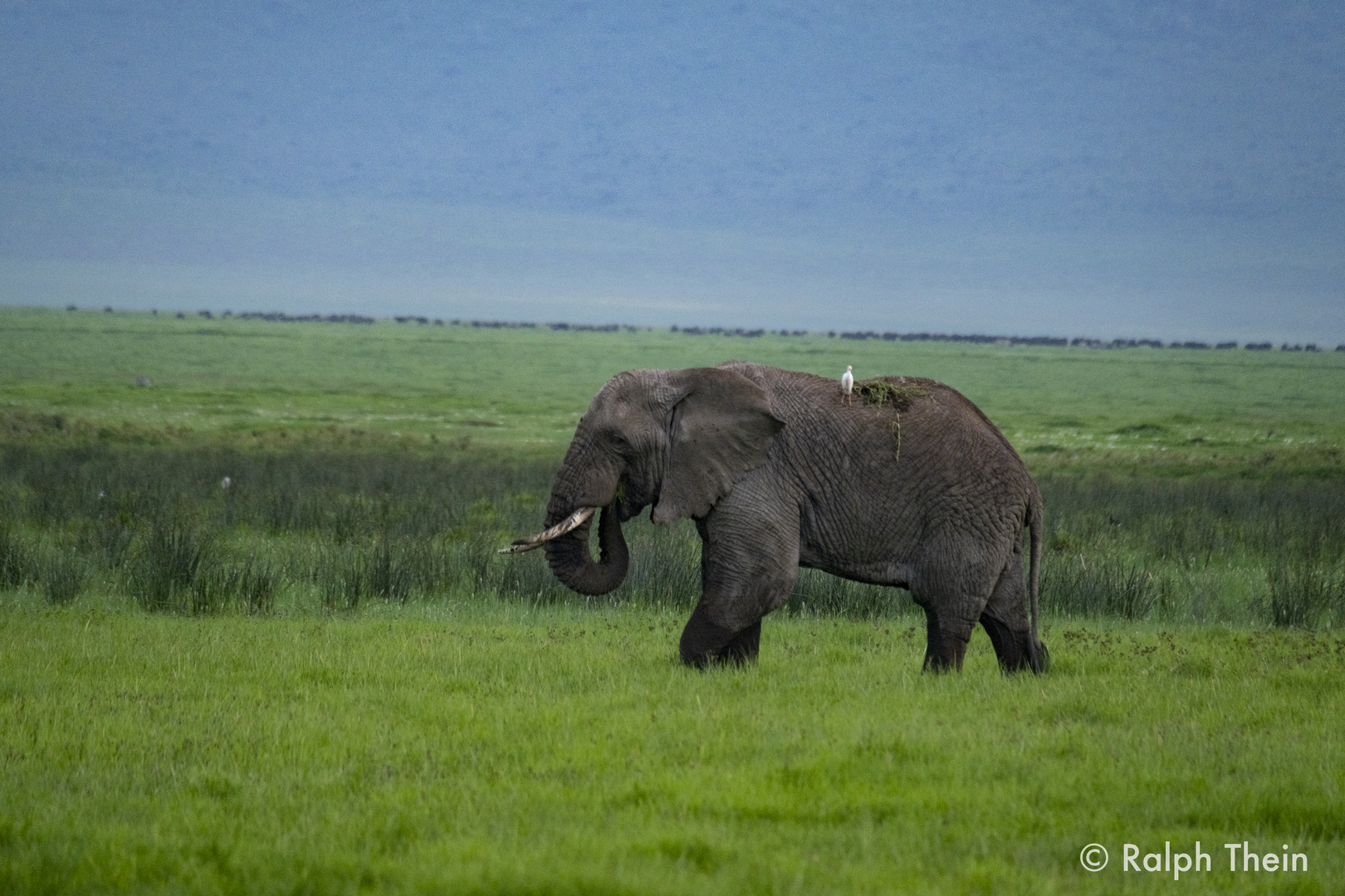 Elefantenbulle im Ngorongoro