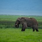 Elefantenbulle im Ngorongoro