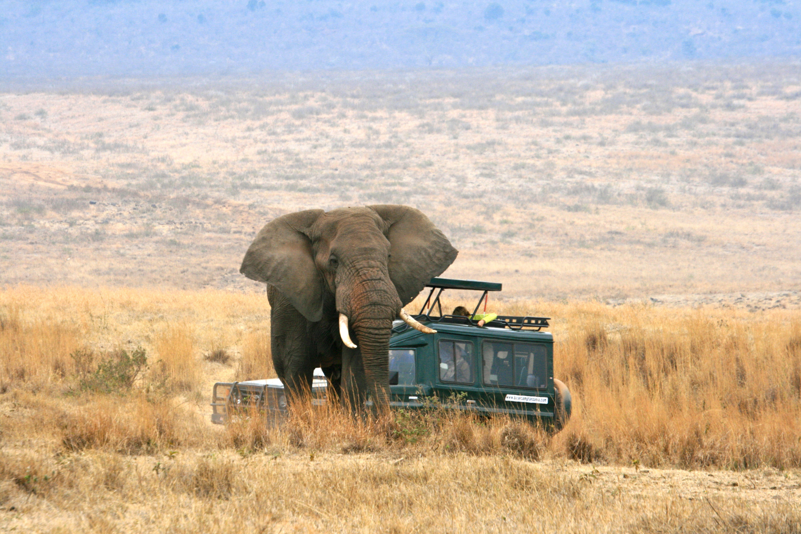 Elefantenbulle im Ngorongoro Krater