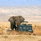 Elefantenbulle im Ngorongoro Krater