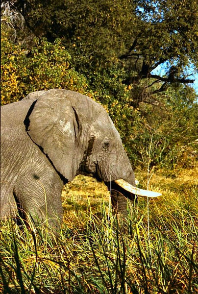 Elefantenbulle im Okavango
