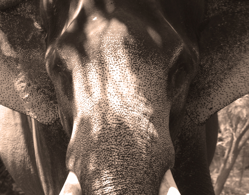 Elefantenbulle im Periyar Nationalpark, Südindien