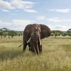 Elefantenbulle im Tarangire NP Tansania