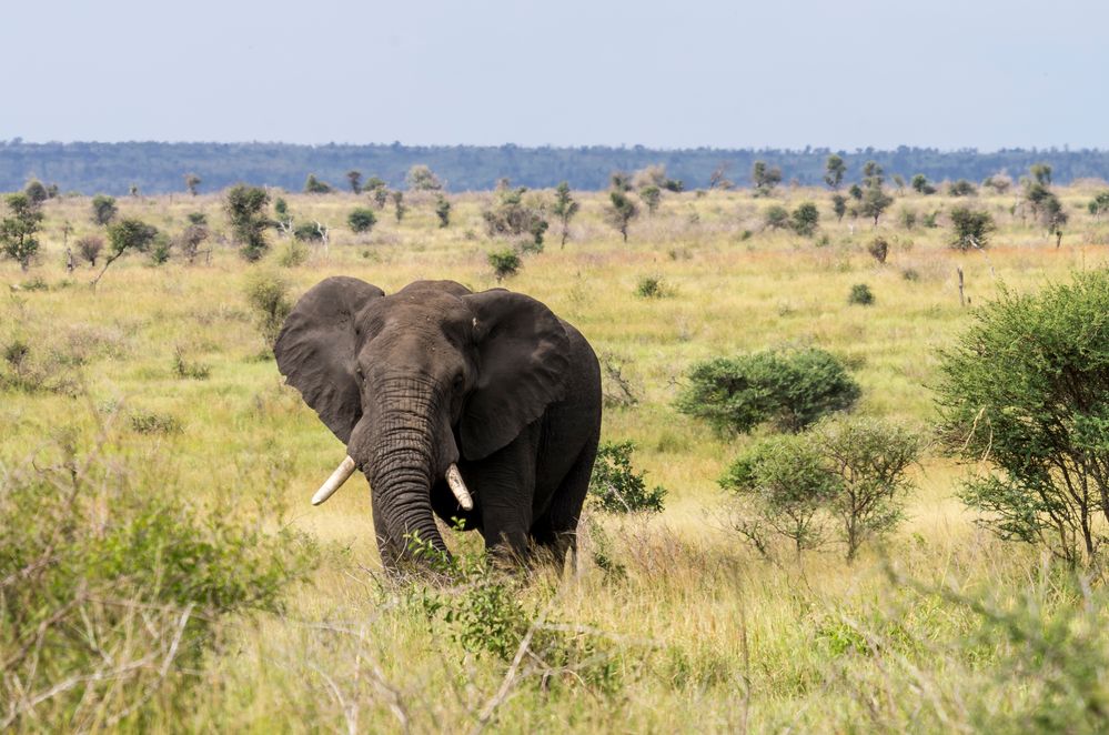 Elefantenbulle in der Savanne