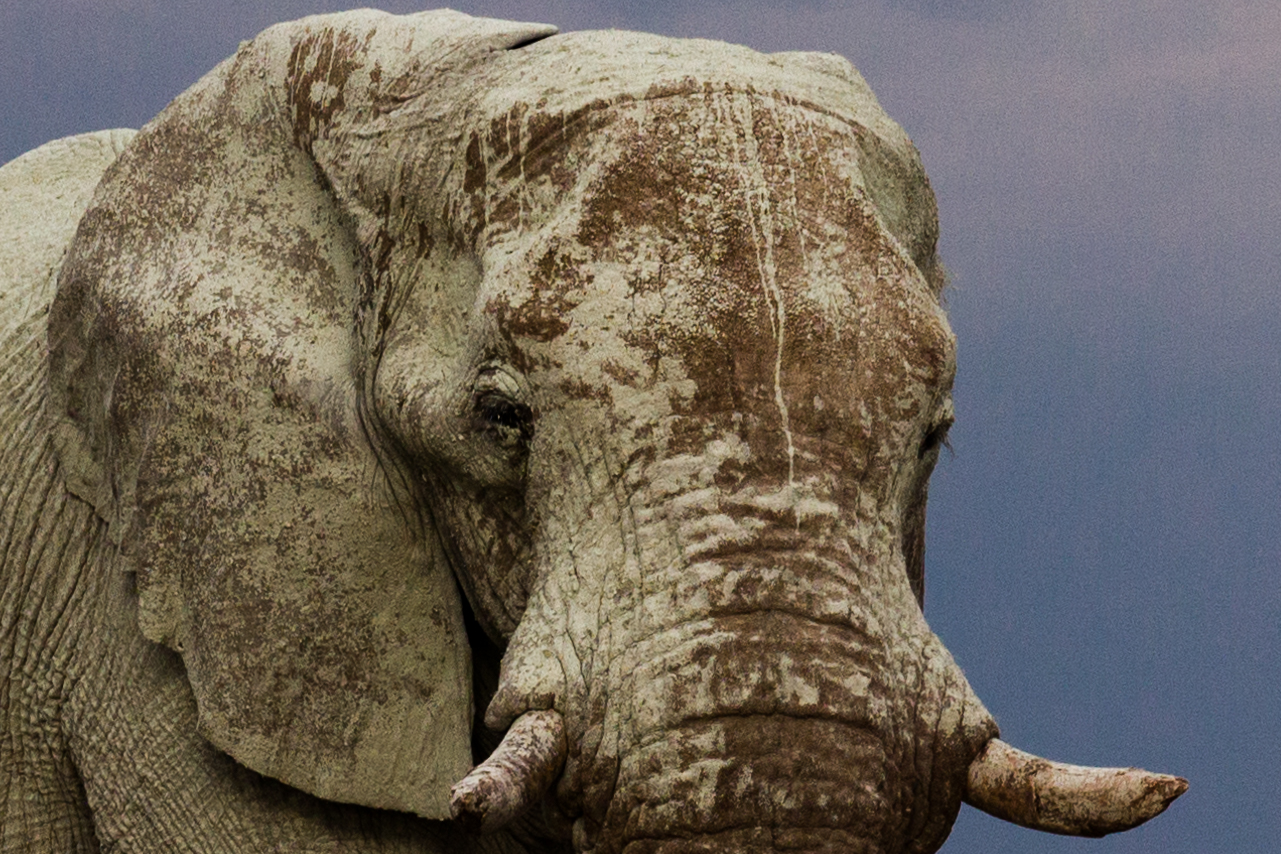 Elefantenbulle in Etosha