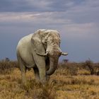 Elefantenbulle in Etosha