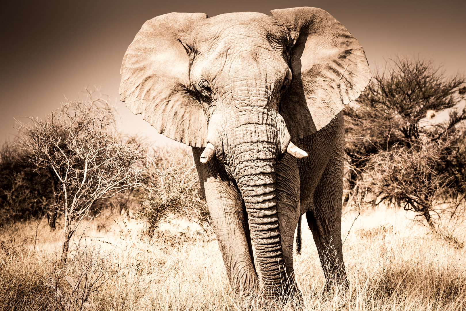 Elefantenbulle in Etosha