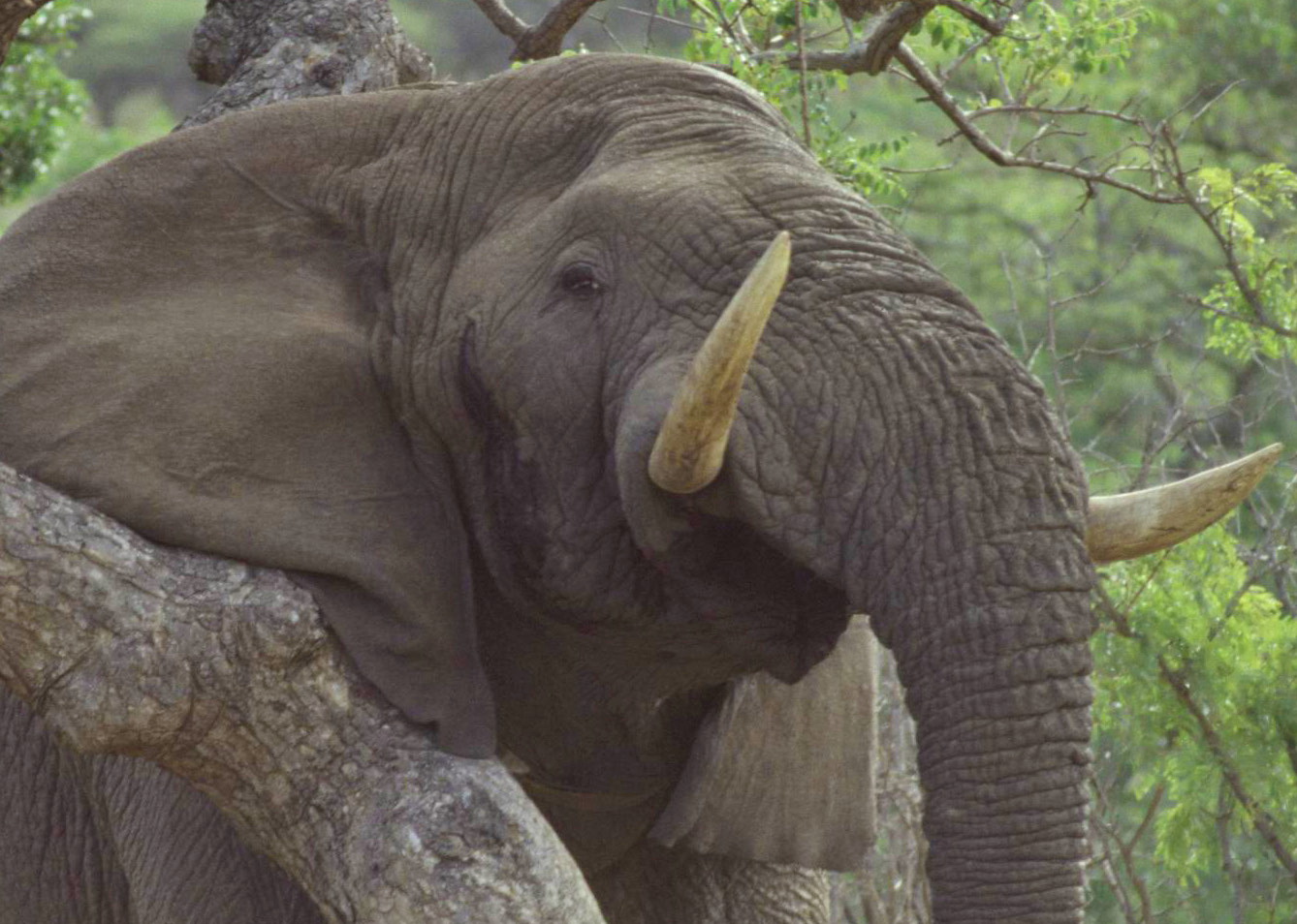 Elefantenbulle in Musth, Hluhluwe, Süd-Afrika