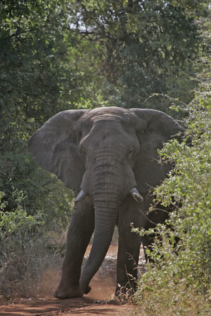 Elefantenbulle Kenia / Meru 2011