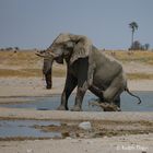 Elefantenbulle steigt aus dem Wasserloch