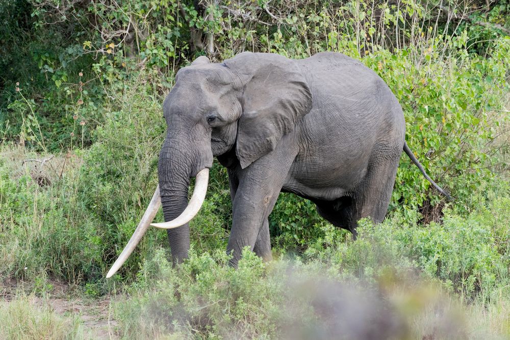 Elefantenbulle unter Beobachtung