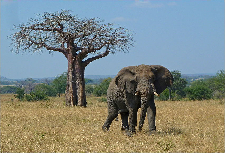 Elefantenbulle vor Baobab ....